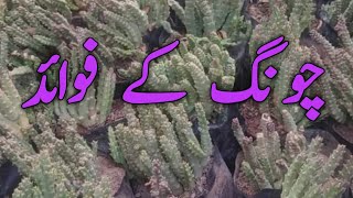 چونگ کے فوائد  Caralluma benefits [upl. by Boff]