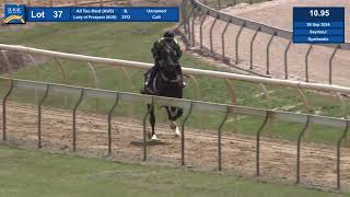 Lot 37 2024 Magic Millions Gold Coast Horses In Training Sale [upl. by Oretos]