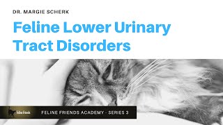 Feline Lower Urinary Tract Disorders [upl. by Ydoc624]