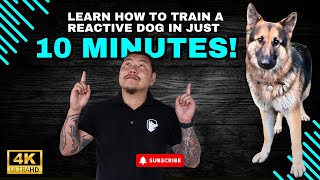 Learn How to Train a Reactive Dog in Just 10 Minutes [upl. by Siraved]