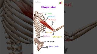 Hinge Joint Elbow amp Knee Joint Type of Synovial Joint realscience biology animation humanbody [upl. by Ettenyl]