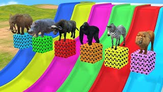 Long Slide Game With Elephant Gorilla Buffalo Hippopotamus Tiger  3d Animal Game  Funny 3d Animals [upl. by Idnym662]