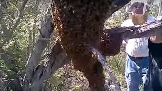 BEEKEEPING  HUGE Honey Bee Swarm FOOTAGE amp RETRIEVAL [upl. by Ahsemad]