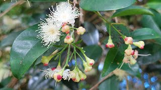 Syzygium paniculatum lillypilly botanical garden JOSÉ DO CANTO PONTADELGADA SAOMIGUEL [upl. by Satsok]