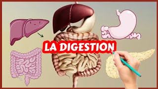 Lappareil digestif et la digestion Physiologie [upl. by Riamu]