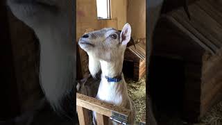 💫🐐The goat’s beard is cute animals natureshorts goat viralvideo [upl. by Netsuj]