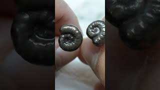 Copper Electroformed Ammonite Stud Earrings copperjewelry diy handmade [upl. by Elleira]