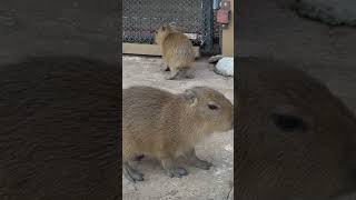 🩷🩷 capybara animalphotos animals capybaralove animalpictures funny [upl. by Dorree]