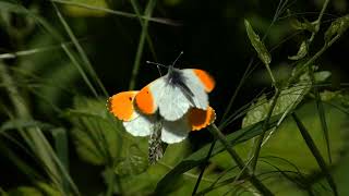 3 Orangetip Butterflies Anthocharis cardamines  a mating pair being harassed by another male UK [upl. by Lamoree75]