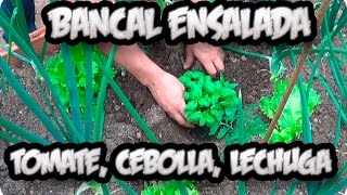 Bancal Ensalada Tomate Cebolla Lechuga Asociacion De Cultivo  La Huertina De Toni [upl. by Beatrix]