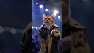 aye meri zohrajabeen catdancevideo catsongs catfancynny fannycatsong reelscat videos catshort [upl. by Columbine385]