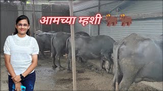 आमच्या म्हशी 🐂🐂  trambakkadamvlogs sandhyakadam [upl. by Aicilehp302]