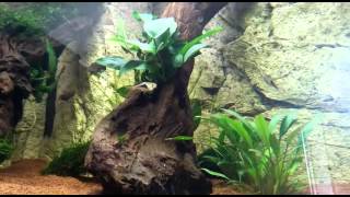 Rasbora breeding and eating eggs harlequin [upl. by Ford]