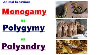 What is Monogynypolygyny amp polyandryAnimal behviourMONOGYMY POLYGYMYPOLYANADRYComplete chapter [upl. by Jeu252]