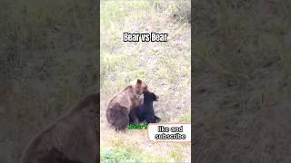 Bear vs Bearyoutube youtubeshorts bear bears animals shortsvideo shortvideo vairalvideo [upl. by Pederson]