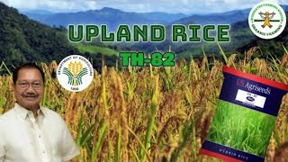 Part7 Irrigated Upland Rice Farming in the Philippines  fertigation technology  Happy Farmer [upl. by Mikaela351]