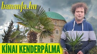 Miért szeretjük a Trachycarpus fortuneit a kínai kenderpálmát [upl. by Zeitler161]