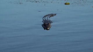 Coccodrillo uccide un uomo in Australia stava guadando il fiume [upl. by Halil808]