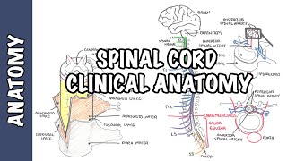 Spinal Cord  Clinical Anatomy and Physiology dermatomes blood supply shingles lumbar puncture [upl. by Aivatco129]