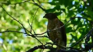 Broadwinged Hawk Calling [upl. by Maude]