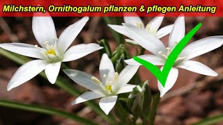 Milchstern Ornithogalum Dubium Pflege Tipps – Standort gießen düngen überwintern Schädlinge [upl. by Hagai]