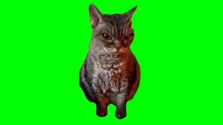 angrygrumpy cat meme green screen [upl. by Nytsuj153]