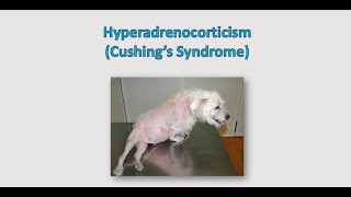 Canine Hyperadrenocorticism Cushings Syndrome  Introduction and Clinical signs symptoms [upl. by Allin]