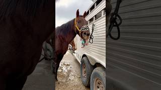 What’s your go to face to ruin a photo…😂horses equestrain barrel race rodeo [upl. by Rekcut]