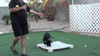 Remote Collar Conditioning Labrador Retriever Part 1 [upl. by Eceirahs]