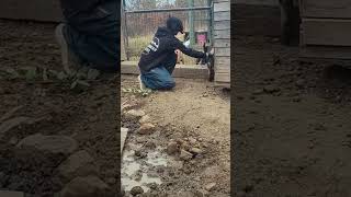 Diesel ❤️ pig happy bigboy homestead homesteading love animals amazing youtube pets life [upl. by Elaynad]