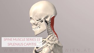 Splenius Capitis Spine Series 15 Neck Muscles 3D Animation [upl. by Mou]