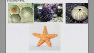 Invertebrate Diversity pt 4 Echinoderms amp Intro Chordates [upl. by Thornburg]