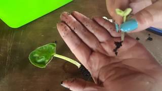 How and when to separate african violet babies from the mother leaves [upl. by Faubert]