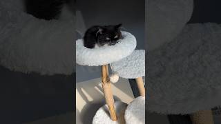 Cat Tree sesuai permintaan para subscriber 🙀 kucinglucu kitten catlover mainankucing [upl. by Euqinot264]