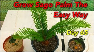 Grow Sago Palm Tree The Easy Way  Day 65 [upl. by Kirrad815]