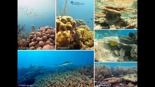 Ocean Acidification Can Corals Cope [upl. by Naegem604]