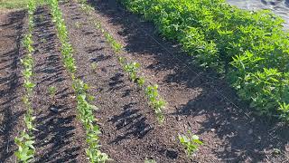 Cover Crop Week 3 Update [upl. by Pet]