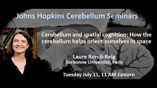 Laure RondiReig How the cerebellum helps orient ourselves in space [upl. by Auqenat]