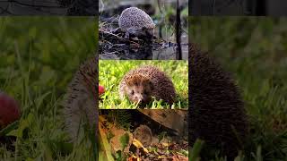 Igel sind so niedlich 🦔🦔 cute funnyanimals  hedgehog [upl. by Xaviera]