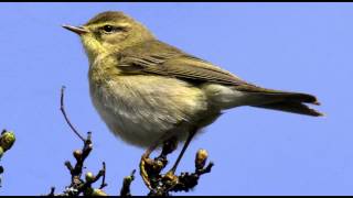 Willow Warbler Bird call Bird song [upl. by Adi746]