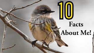 10 Amazing Facts About YellowRumped Warblers [upl. by Balkin114]