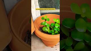 Low maintenance Plant for Home Gardening plants planting homegarden homedecor [upl. by Alleyn]