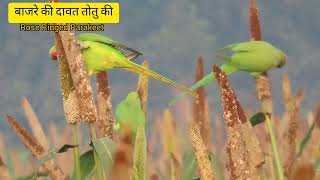 Rose ringed Parakeet birdsinbareilly birdsinvillage birdsvideoindia totekavideo [upl. by Kassab]