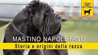 Mastino Napoletano  Storia e Origini della razza [upl. by Nilhtac]