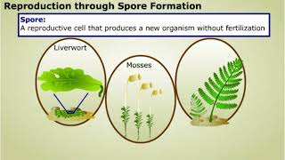 Spore formation and Apomixis [upl. by Haletky]