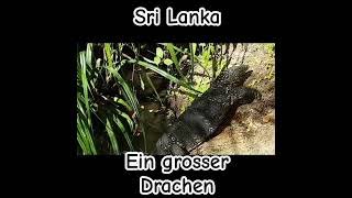 Ein grosser Drachen in Sri Lanka [upl. by Idihc]