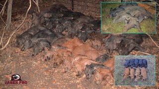 Wild Hog Trapping  32 Pigs in 10 Days With JAGER PRO Hog Traps  JAGER PRO™ [upl. by Cliff179]