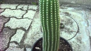 trichocereus grandiflorus [upl. by Teena335]