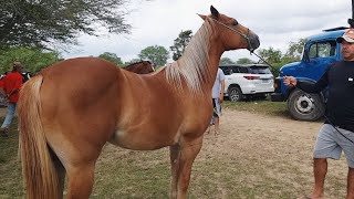 FEIRA DE CAVALOS EM ALTINHOPE 30092023 nordeste [upl. by Edaw]