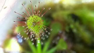 Drosera capillaris timelapse [upl. by Arvad215]